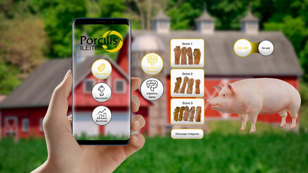 QR MSD Ileítis porcina